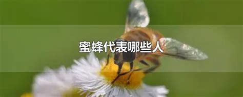 家裡有蜜蜂代表什麼 彩葉芋風水